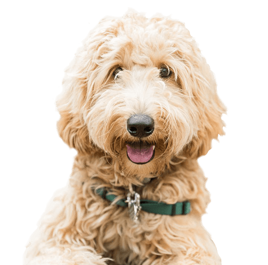 LabraDoodle Intellileash Home page banner